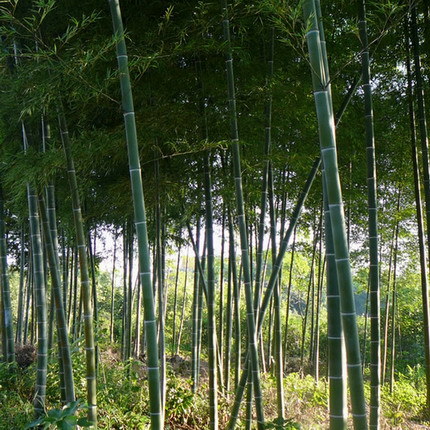 安吉天目山园艺场(竹子之乡)