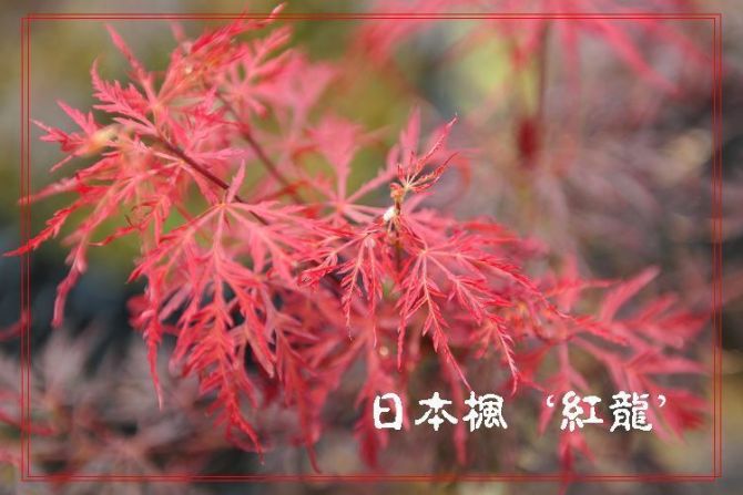 晨曦园艺有限公司