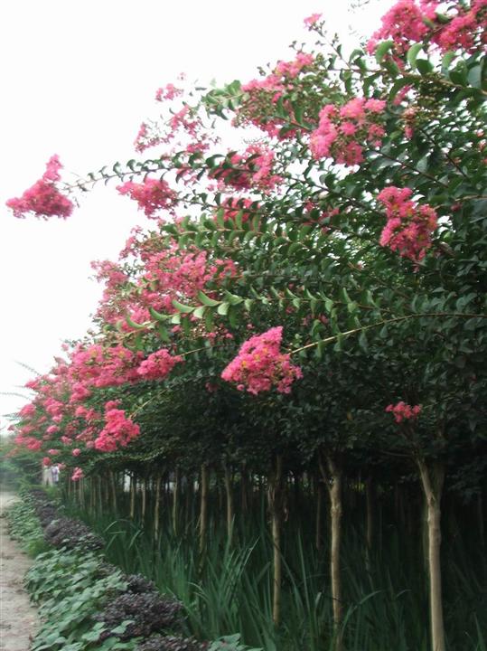 九江苗木种植基地