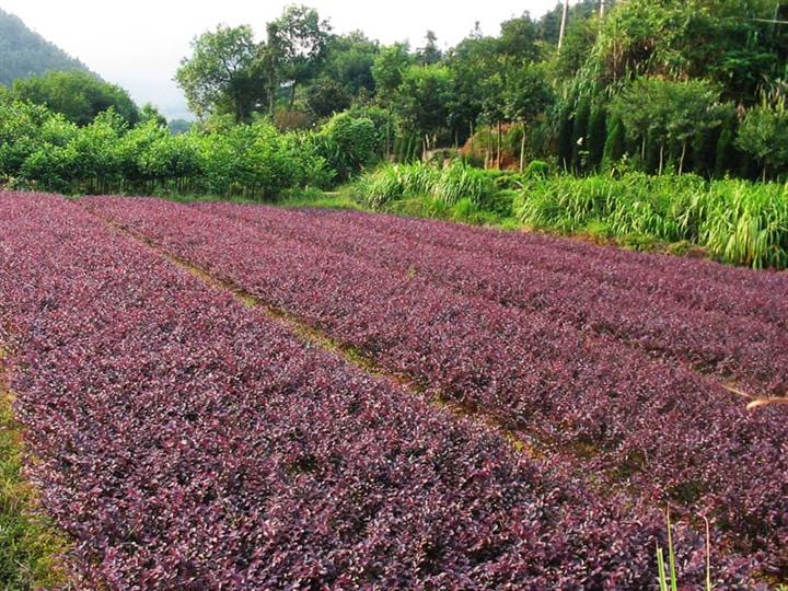 陈丽花（个体经营）