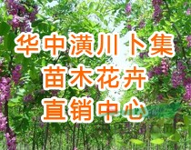 河南潢川华中苗木花卉直销中心