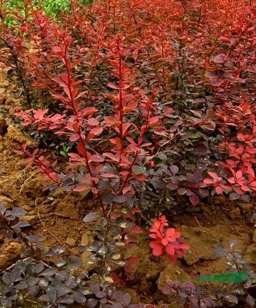 沭阳县景恒花木园艺场