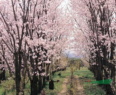 江苏沭阳大众花木园艺场