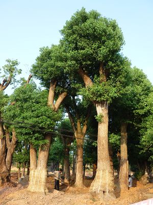 益阳市资阳区迎风桥镇友缘香樟花木基地