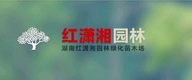 湖南红潇湘园林苗木场