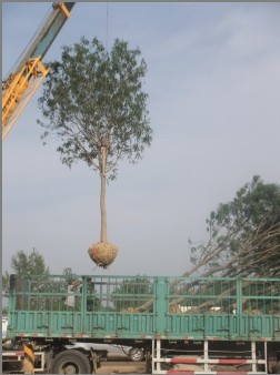 山东菏泽科技苗木基地