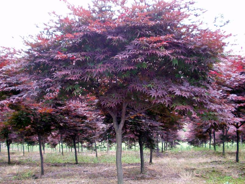 宁波市鄞州洞桥红樱花木场