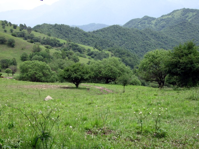 九江县青峰绿化种苗场  