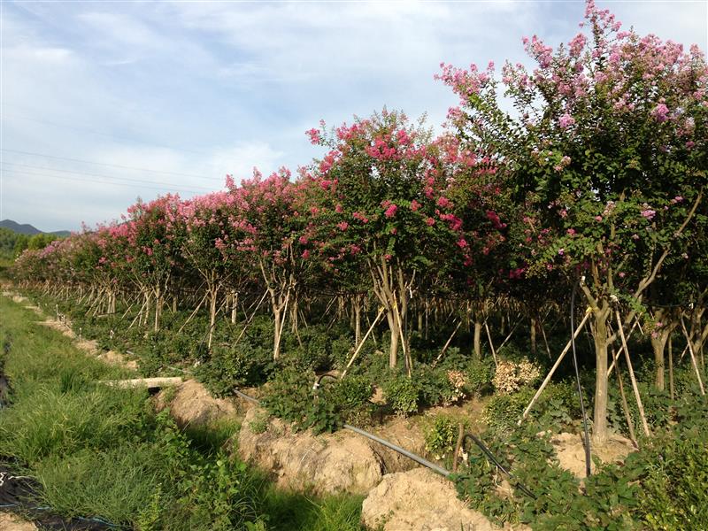 杭州萧山宁围镇江南实验苗场