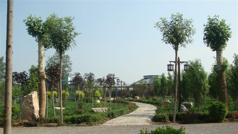 廣饒縣博綠林木種苗有限公司