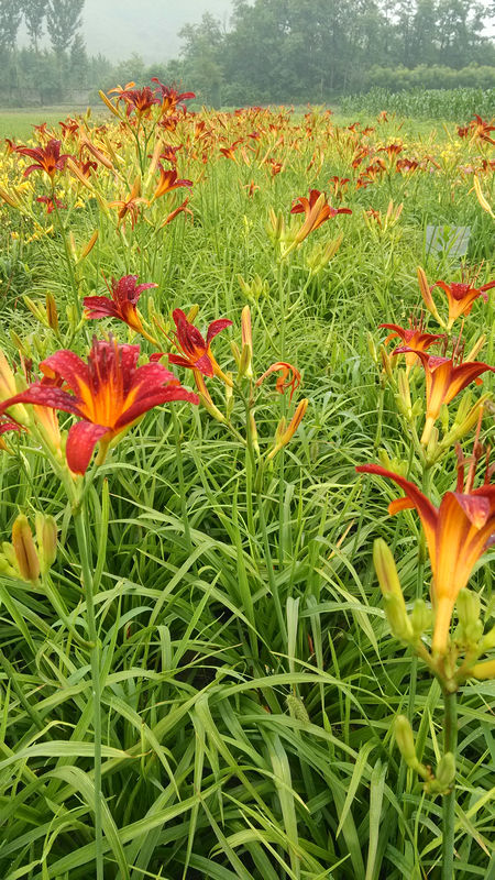 易县旭东宿根花卉彩叶树种苗场