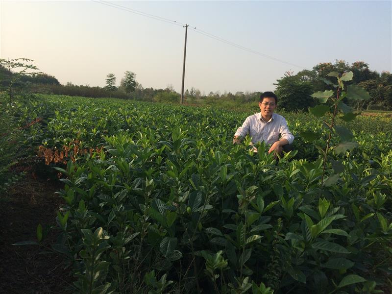 河南省三星园林花木基地