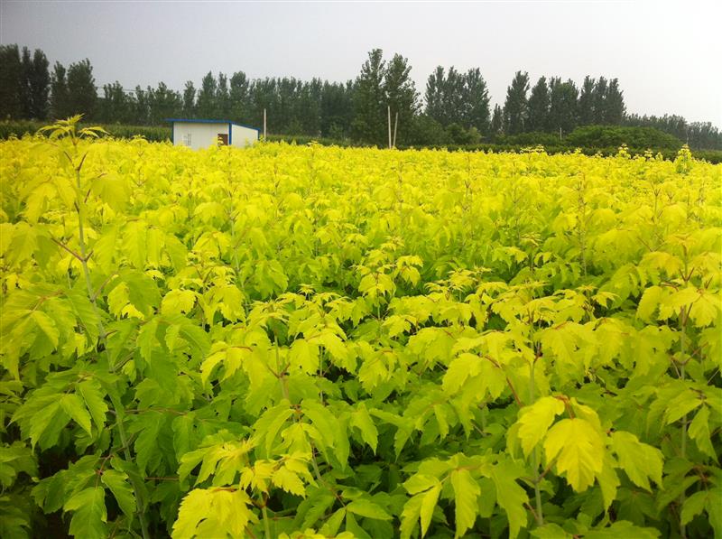 鄢陵石磊彩叶苗木槭基地