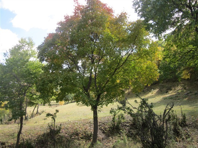 临城县木林森苗木基地