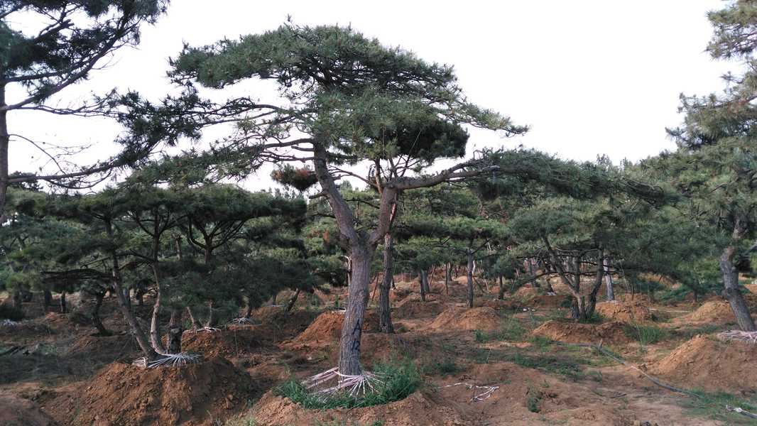 山东造型油松树培育基地