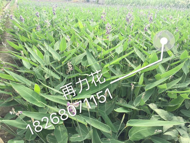 王丽芳（个体经营）