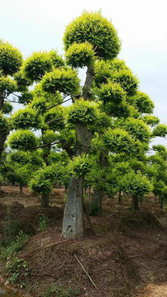 浏阳市柏加镇佳智苗圃