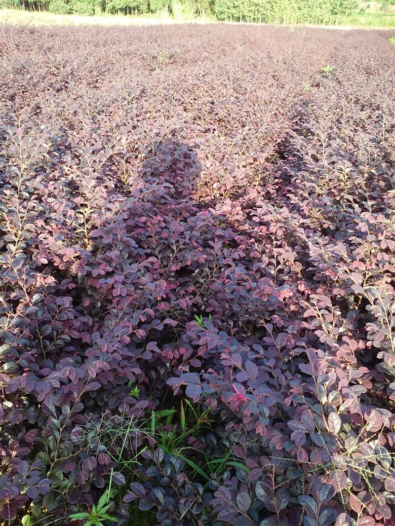 湖南良军苗木基地