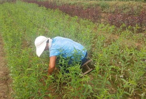 泰安开发区鑫奥苗木中心