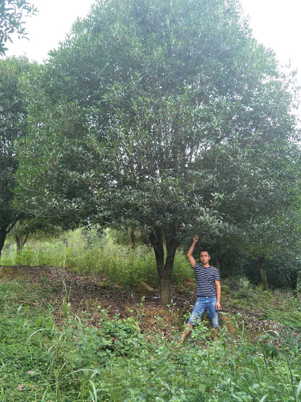 广西桂林马林桂花银杏红枫基地