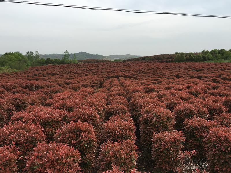 宜兴市云景苗木种植专业合作社