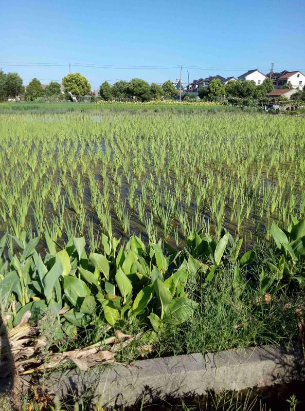 杭州康思达水生绿植基地