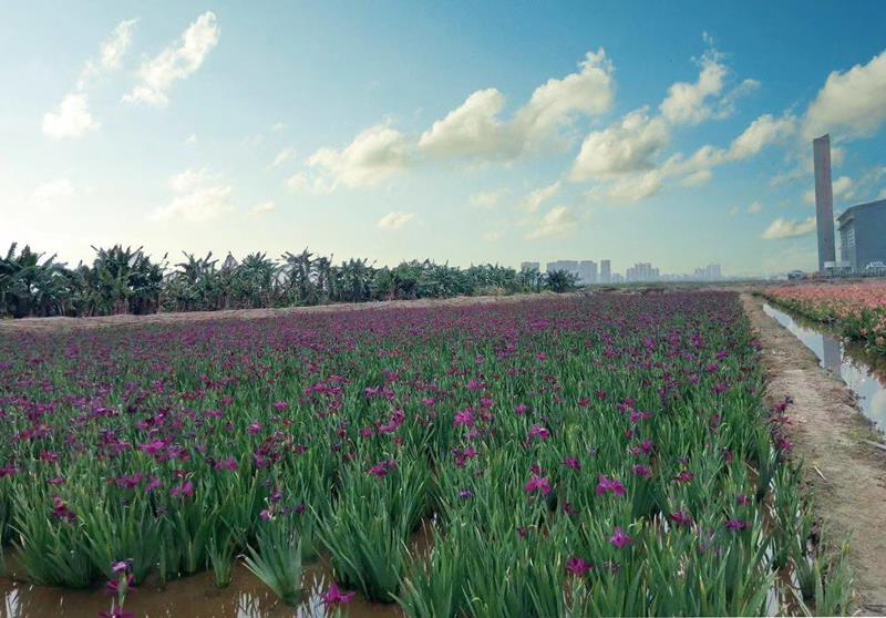 东莞懿兴水生植物科技有限公司