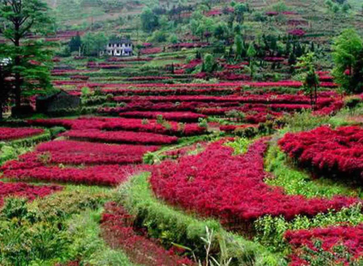 四明山美权花木基地