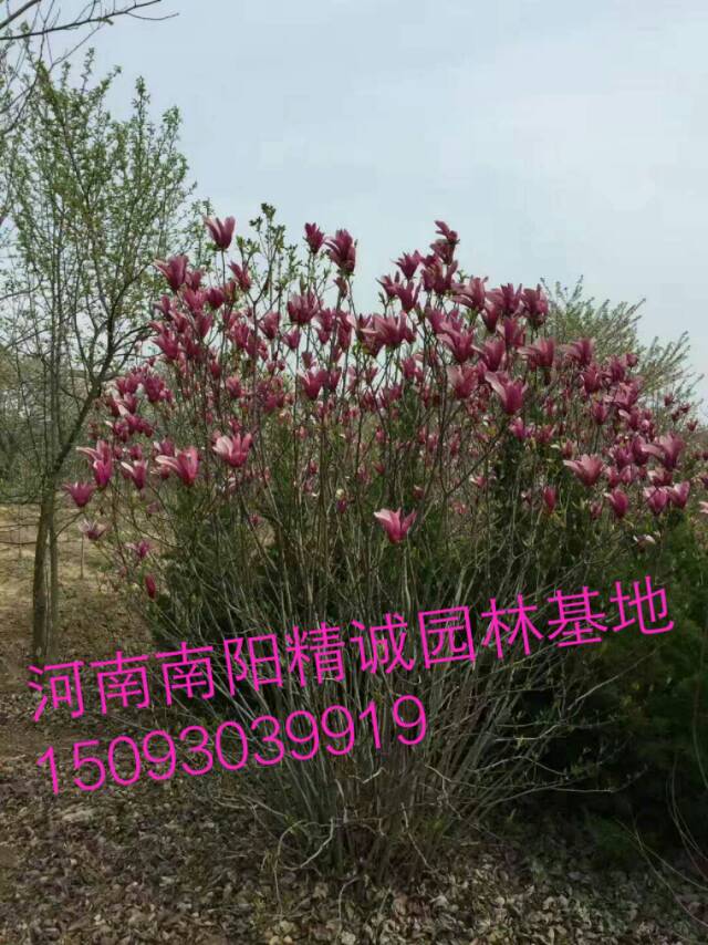 河南南阳精诚园林基地