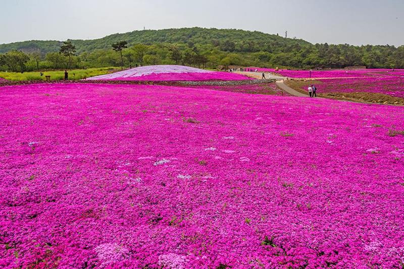 青州市友胜花卉苗木有限公司