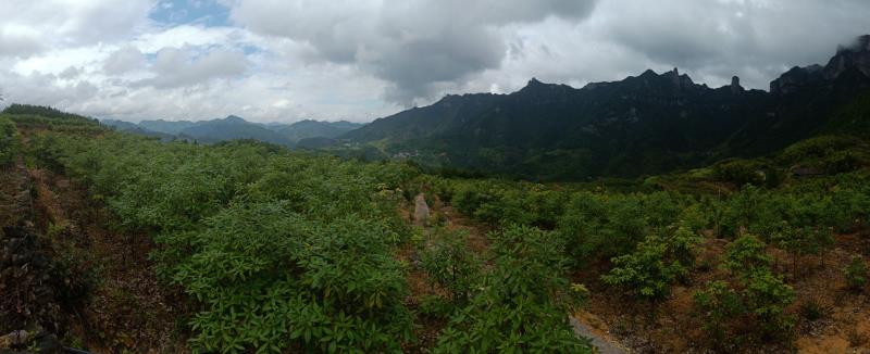 仙居县山桐子种植专业合作社