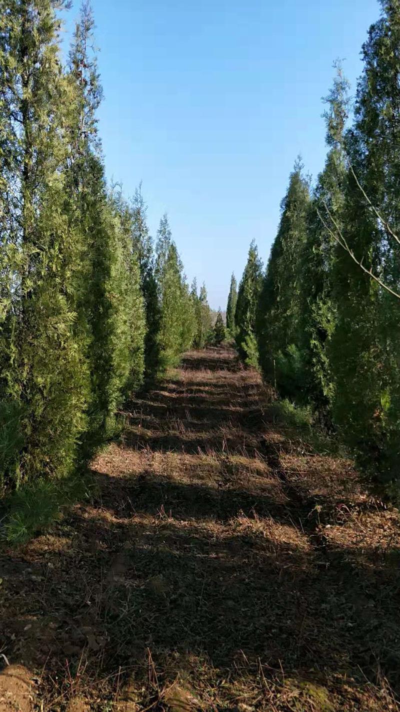 山西青绿苗木培育销售基地