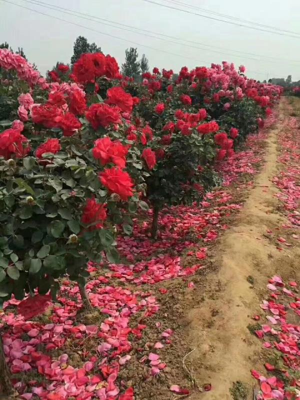 南阳王帅月季玉兰基地