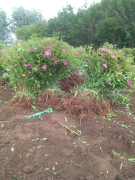 沭阳本博花木有限公司