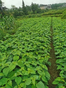 湖北荣贸苗木种植基地