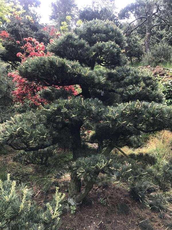 中山美景花木基地