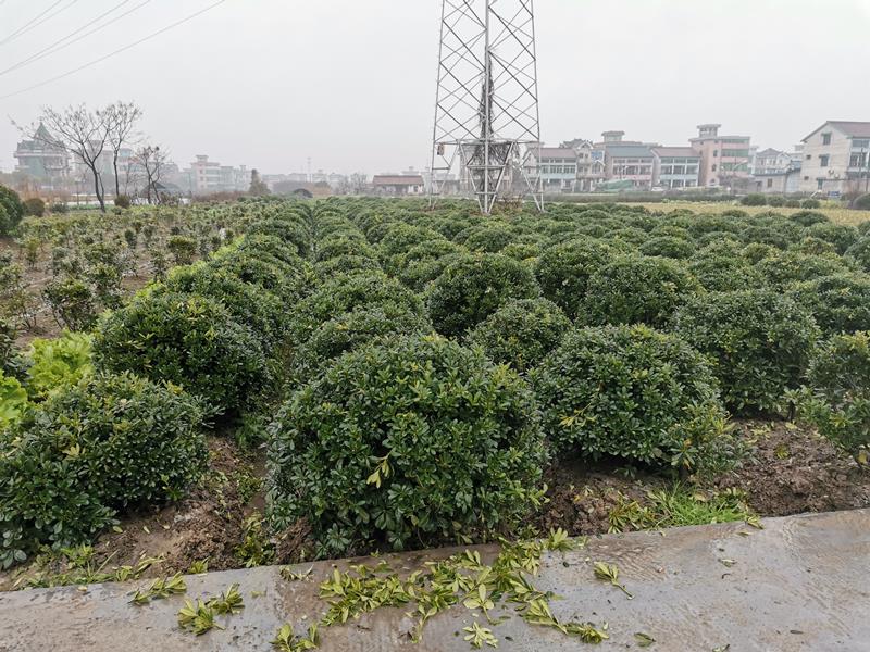 萧山佳园苗木基地