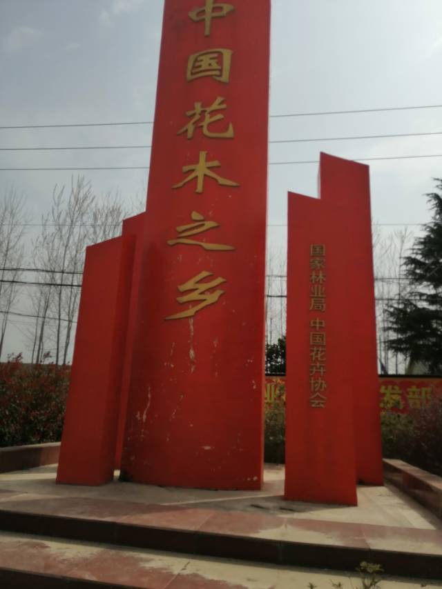 江苏沭阳爱良苗木基地