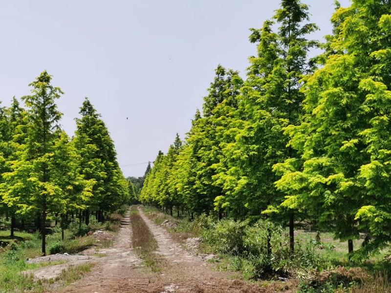 江苏苏圃生态科技有限公司