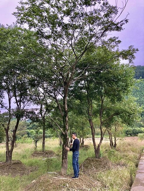 九江木蘭園林綠化有限公司