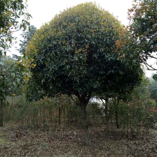 咸安区利源桂花苗木基地