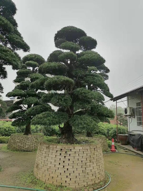 长沙市雨花区嘉熙苗木场