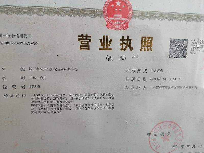 山东济宁汇大苗木基地