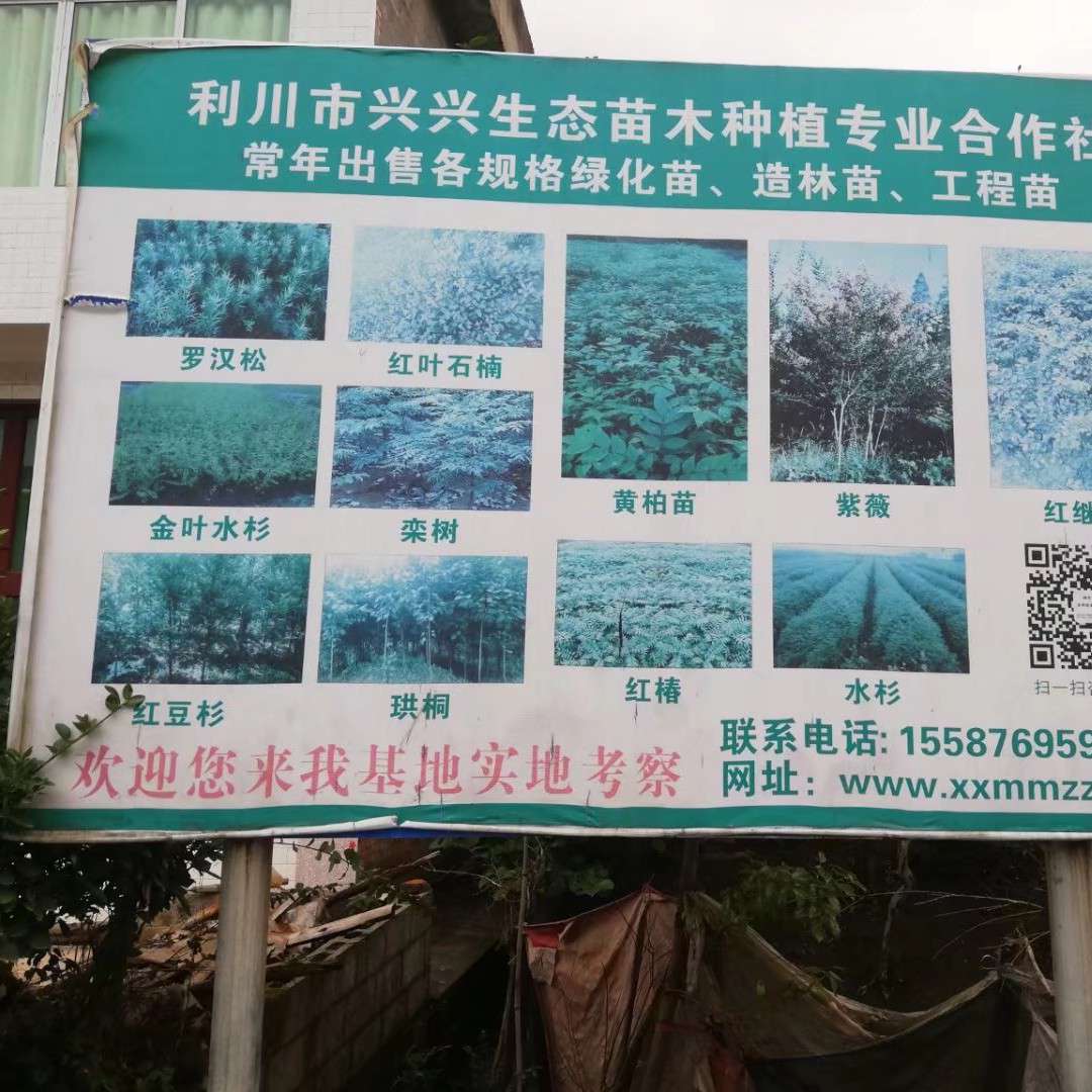 利川市兴兴生态苗木种植专业合作社