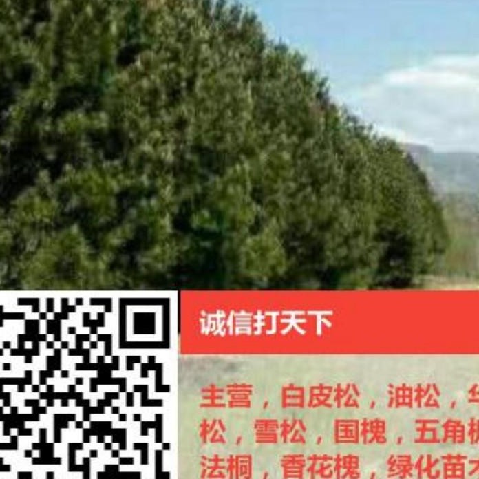 绛縣皓睿馨苗木種植專業合作社