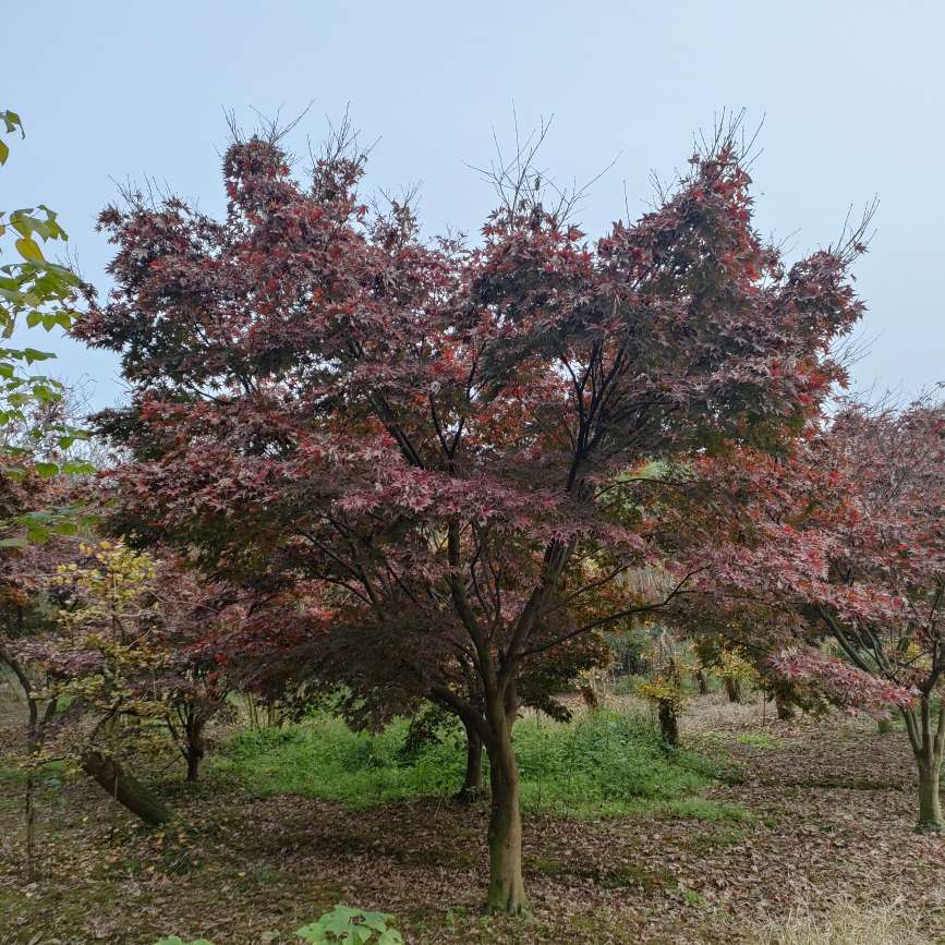 郫都区华丰园艺场