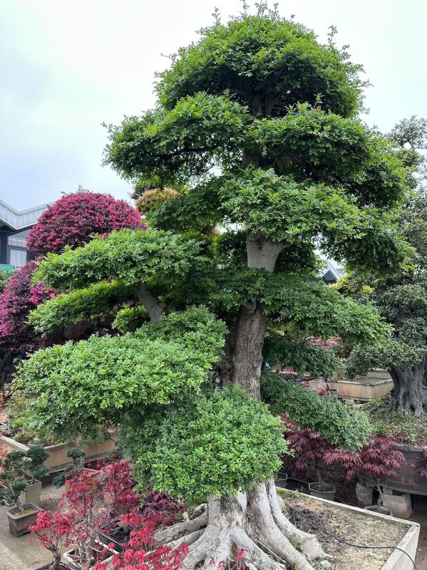 杭州春风苗木基地