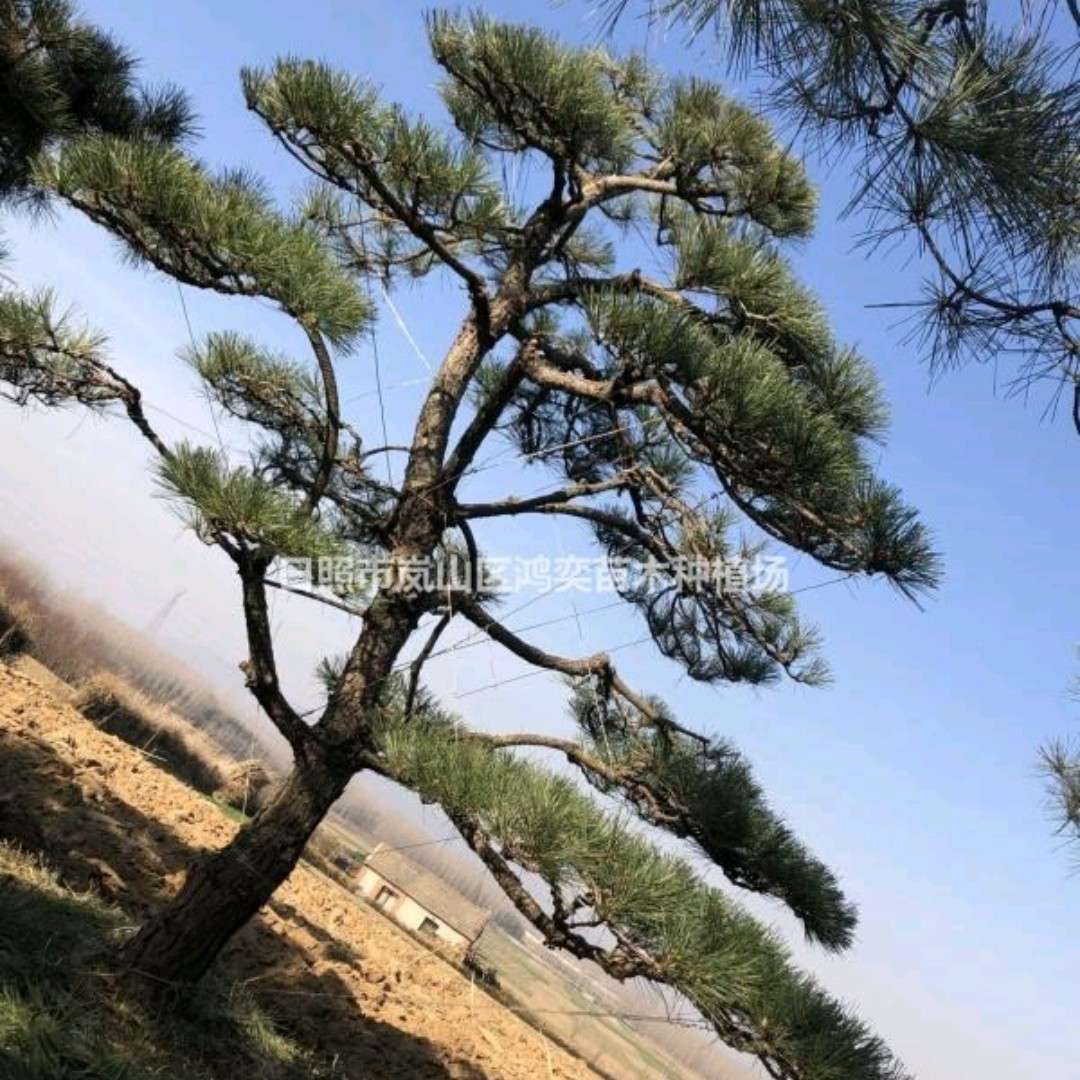 日照市岚山区鸿奕苗木种植场