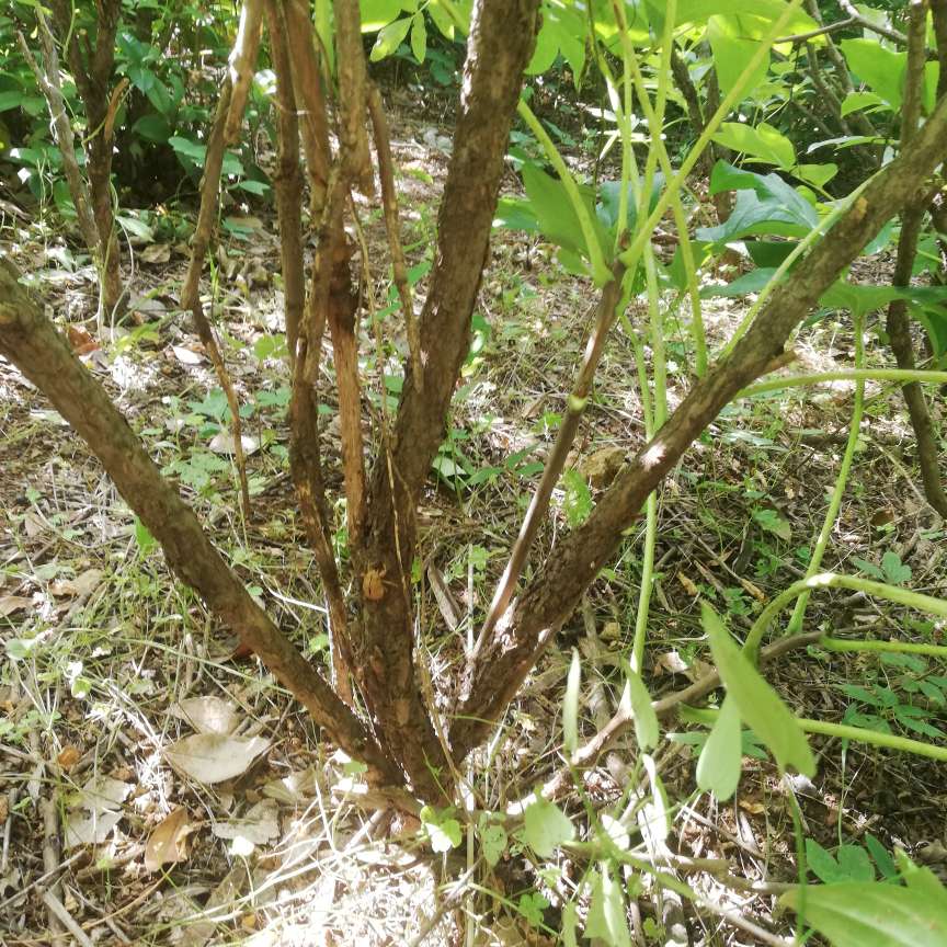 洛阳九丰苗木基地