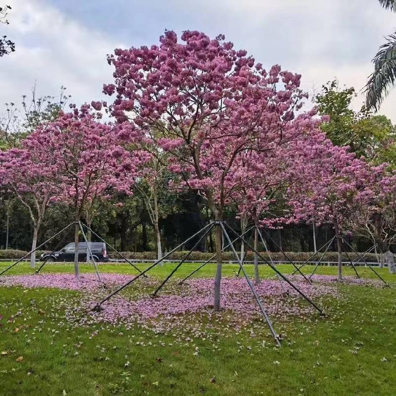 惠东县源森泰花木种植专业合作社